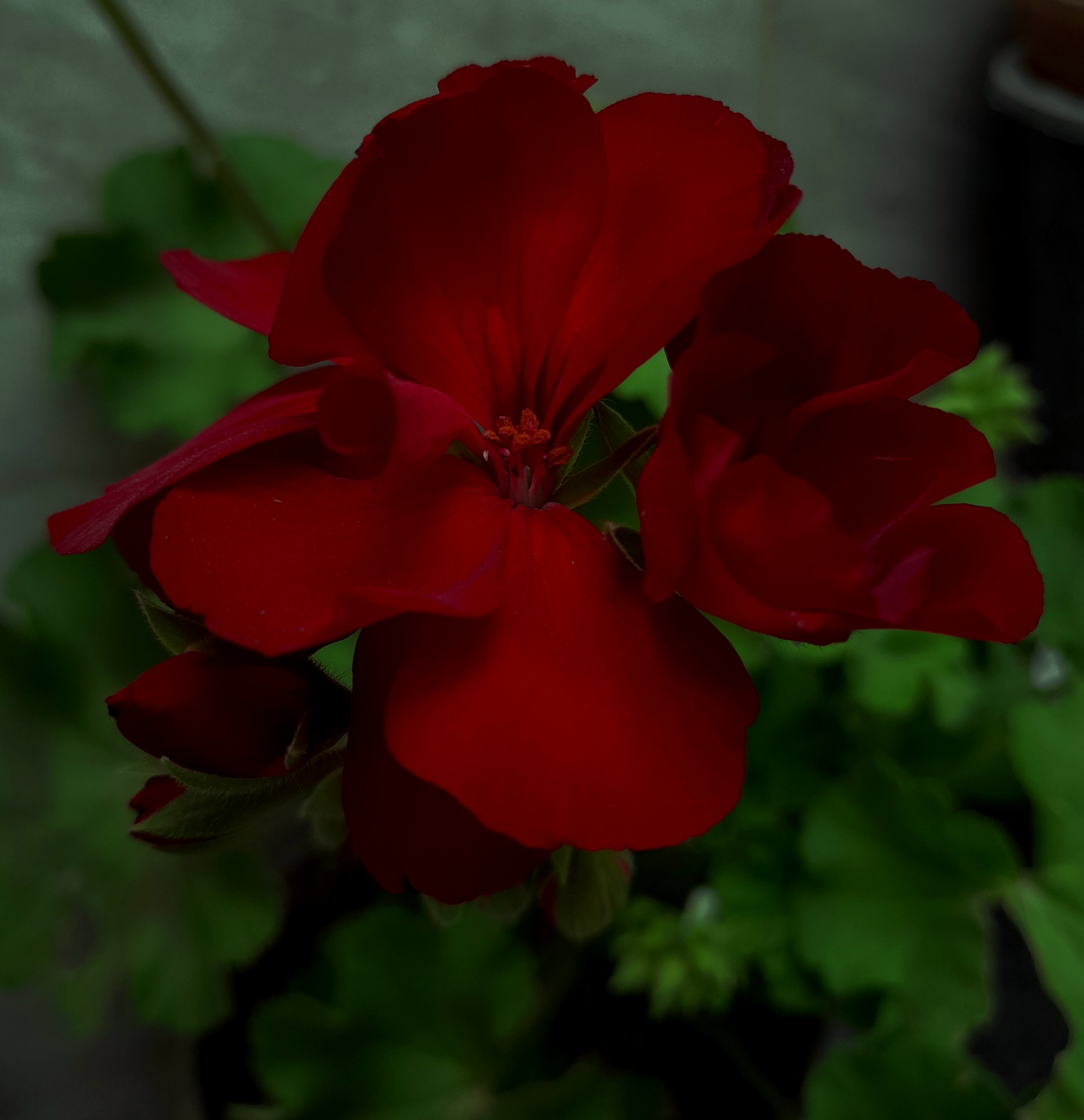 gropphoto
